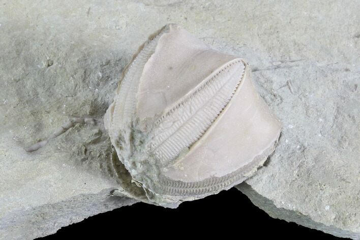 Blastoid (Pentremites) Fossil - Illinois #86462